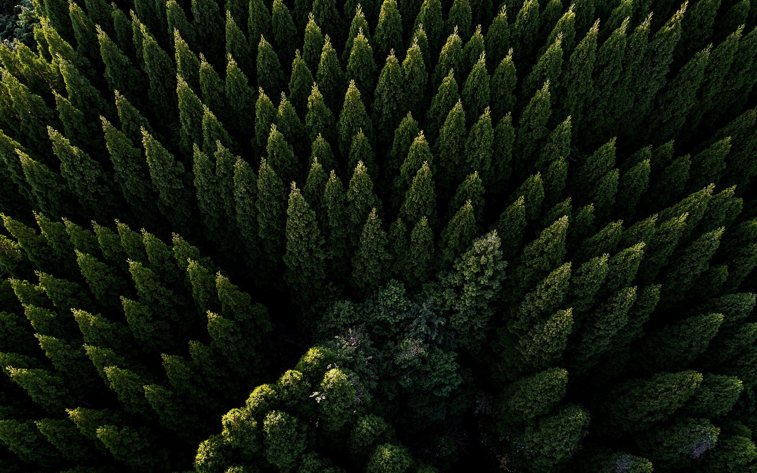 635006-aerial_view-green-nature-trees-forest